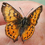 Axiocerses tjoane tjoane